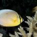 butterflyfish_redfin_ni_h_0153_pal0279.jpg